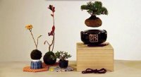 Air Bonsai – летающие бонсаи, использующие принцип магнитной левитации Air Bonsai – летающие бонсаи, использующие принцип магнитной левитации